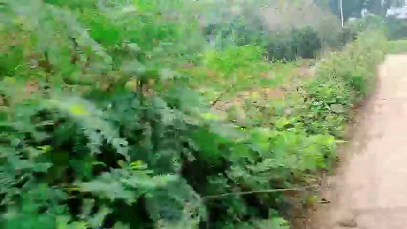 【2022-12-08 11点场】洪湖小肖：11点前开播