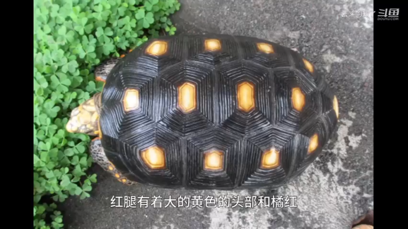 红腿陆龟