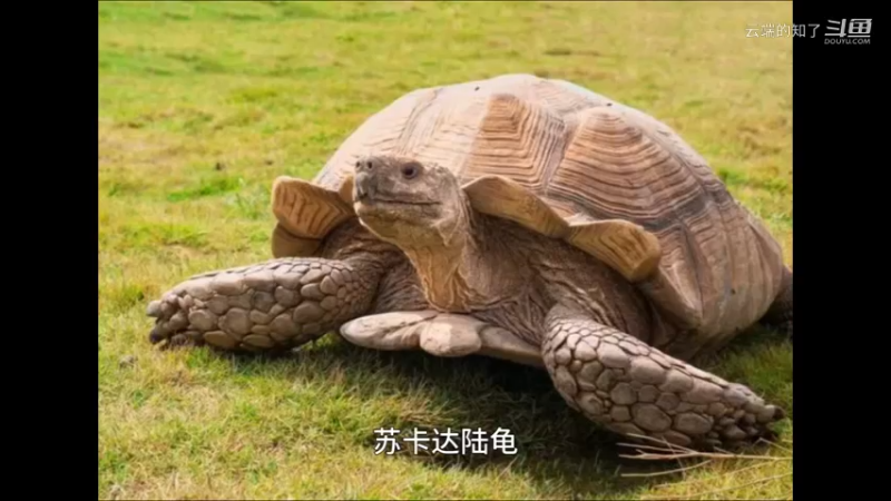 苏卡达陆龟