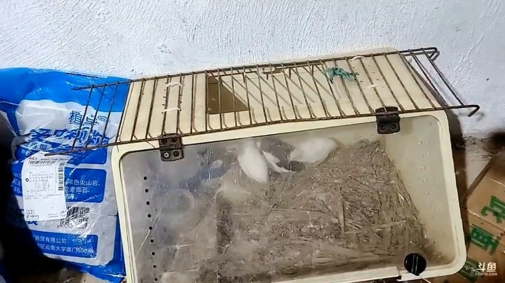 这鸽子鸟不错，肖哥会玩啊