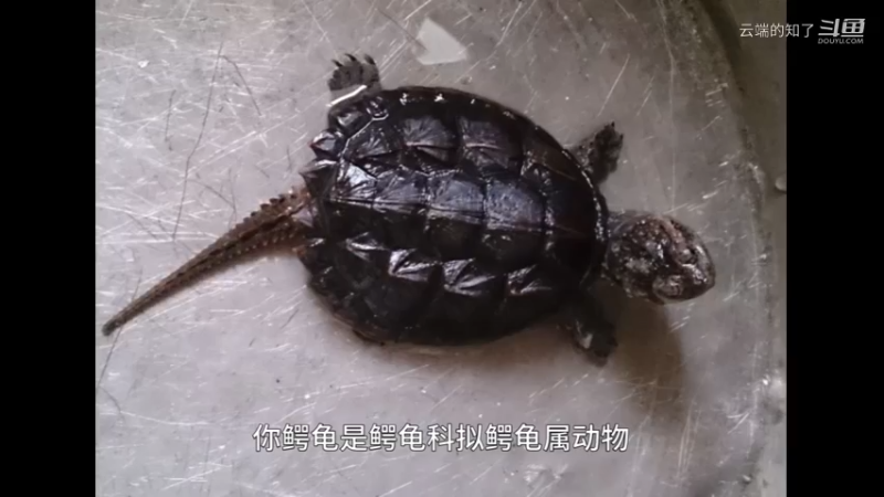 北美拟鳄龟