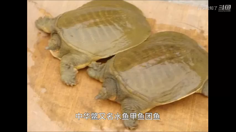 中华鳖