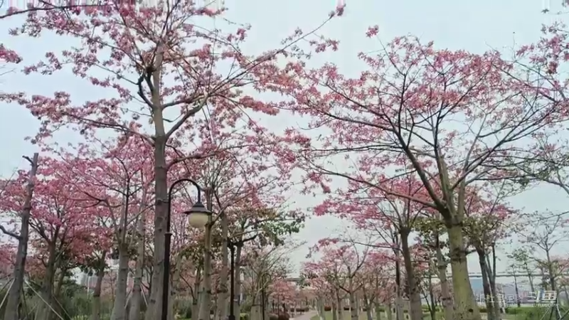 珠海横琴花海长廊 - -  木棉花开十几里,美如仙境6