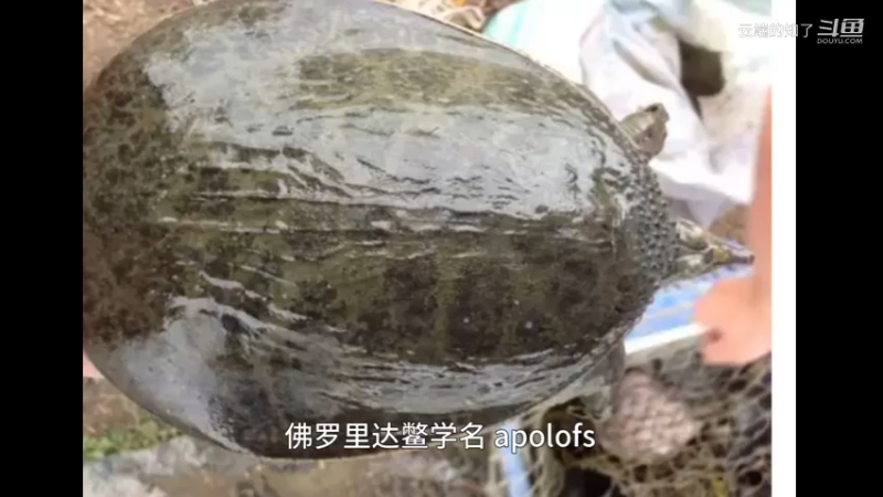 珍珠鳖