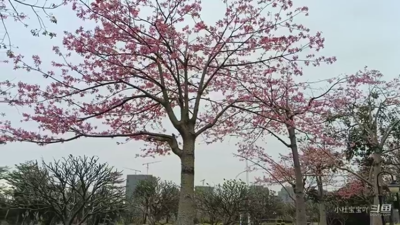 珠海横琴花海长廊 - -  木棉花开十几里,美如仙境5