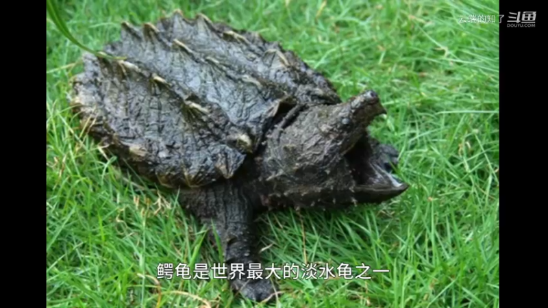 鳄龟