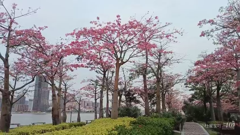 珠海横琴花海长廊 - -  木棉花开十几里,美如仙境1