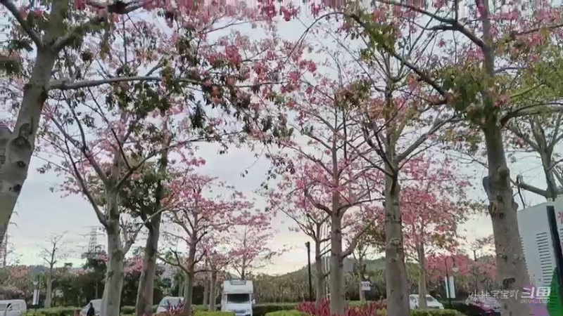 珠海横琴花海长廊 - -  木棉花开十几里,美如仙境4