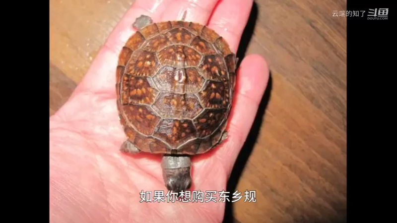 如何购买东箱龟