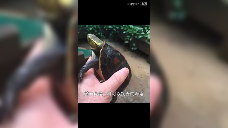 黄缘好不好养