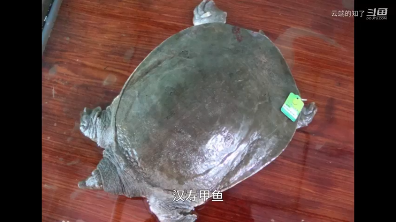 汉寿甲鱼
