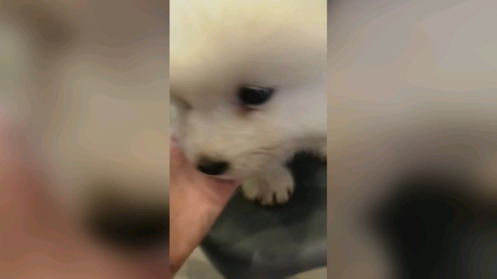 和元宝第一次见面～