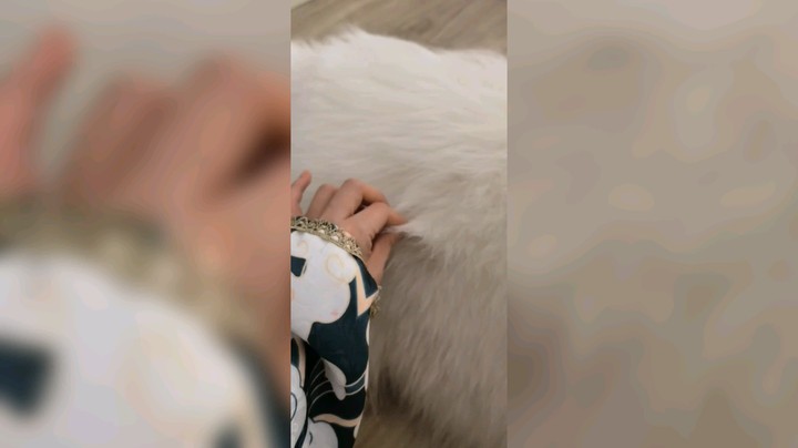 萨摩耶