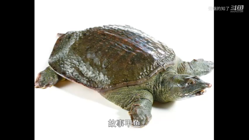 固始甲鱼