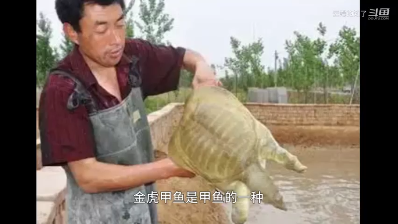 金湖甲鱼