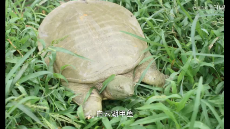 白云湖甲鱼