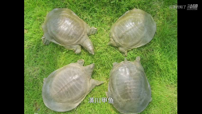 潢川甲鱼