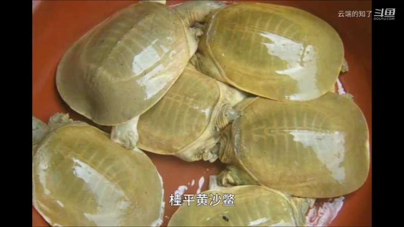 桂平黄沙鳖