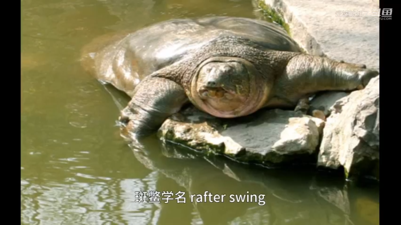 斑鳖