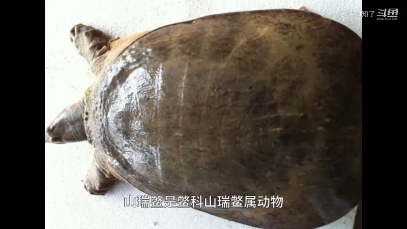 山瑞鳖