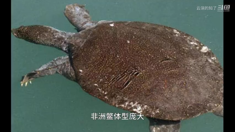 非洲三爪鳖