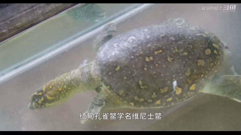缅甸孔雀鳖