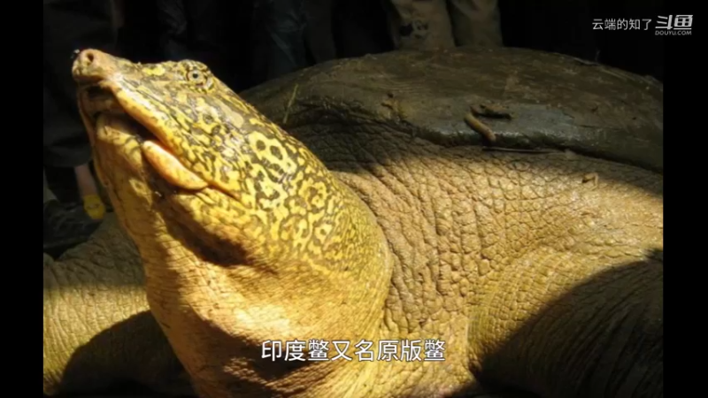 印度鳖