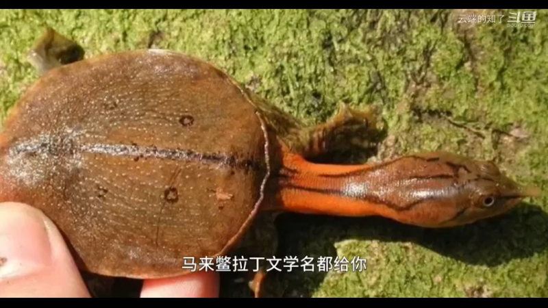 马来鳖