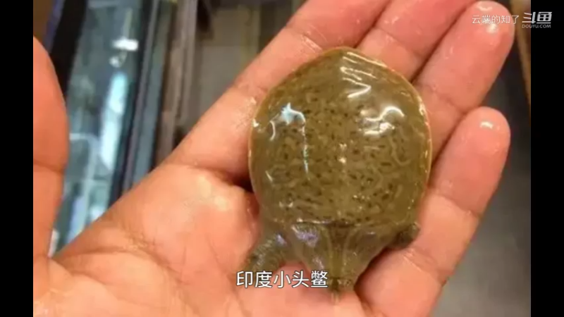 印度小头鳖