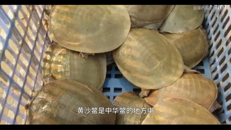 黄沙鳖