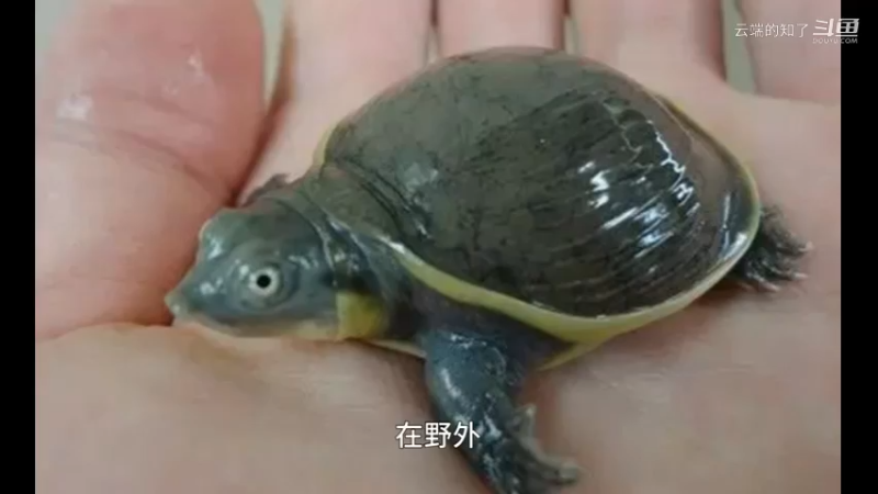 印度箱鳖