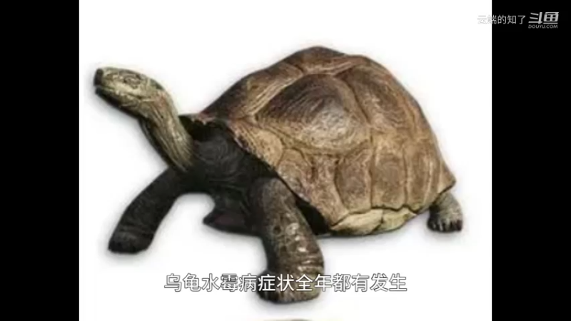 乌龟水霉病