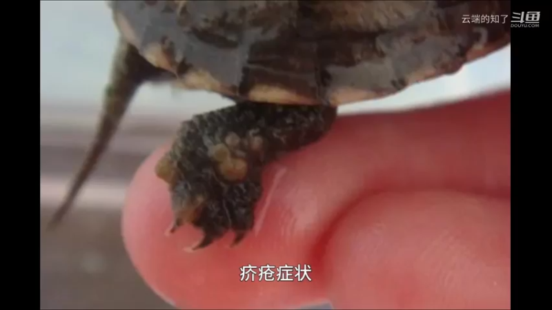 乌龟疥疮