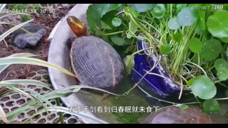 黄缘龟喂养注意事项