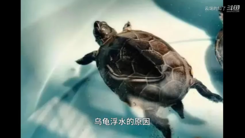 乌龟浮水