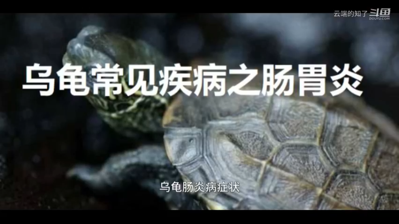 乌龟肠炎病
