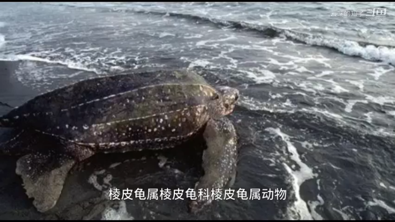 棱皮龟