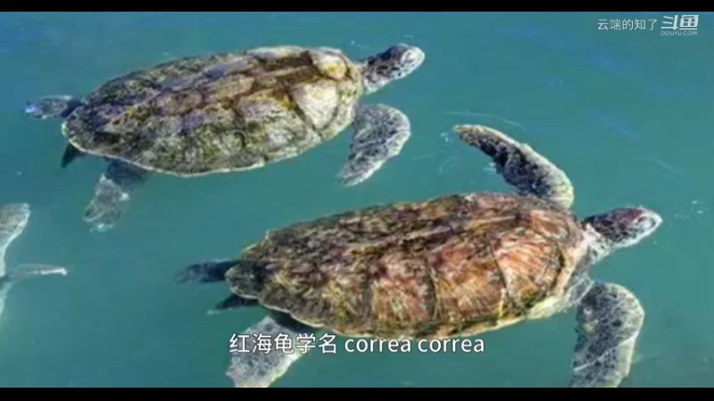 蠵龟
