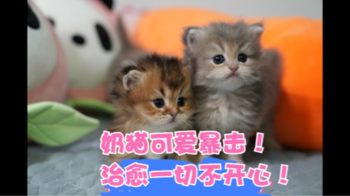 奶猫可爱暴击！治愈一切不开心！