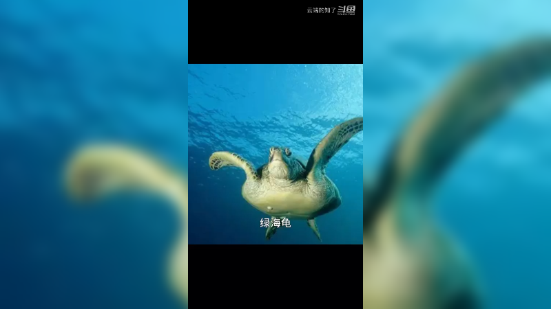 绿海龟