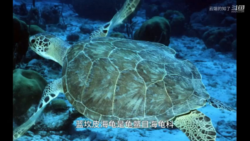 兰坎皮海龟