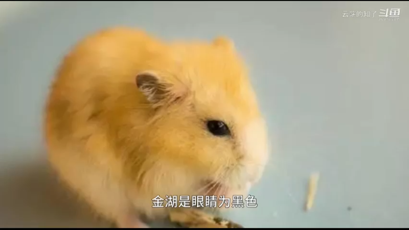 金狐仓鼠