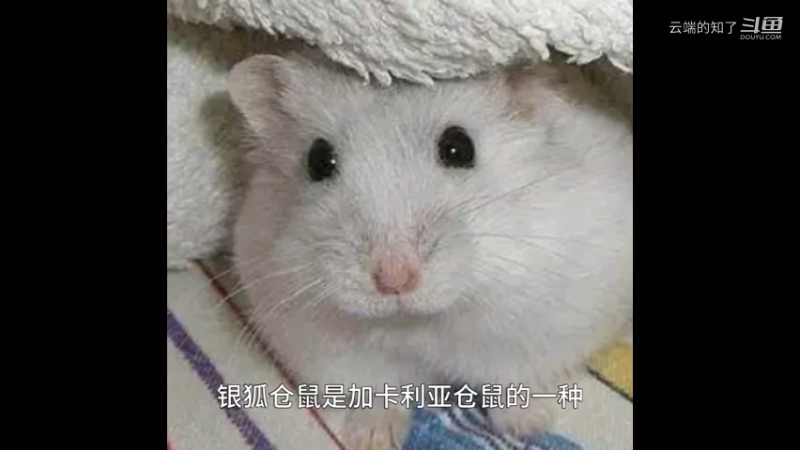 银狐仓鼠