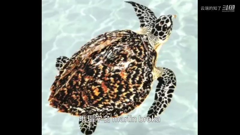 玳瑁海龟