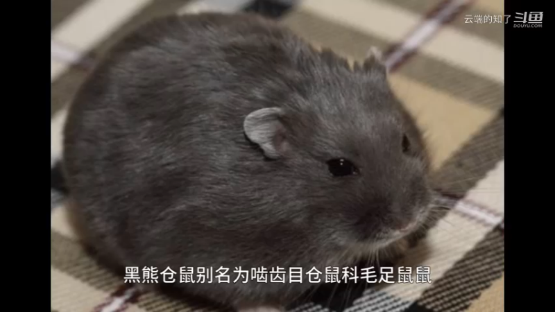 黑熊仓鼠