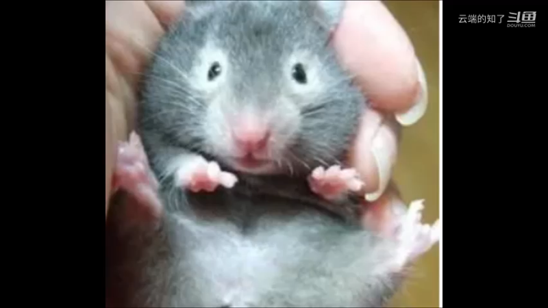 眼圈熊