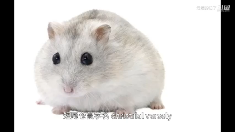 短尾仓鼠