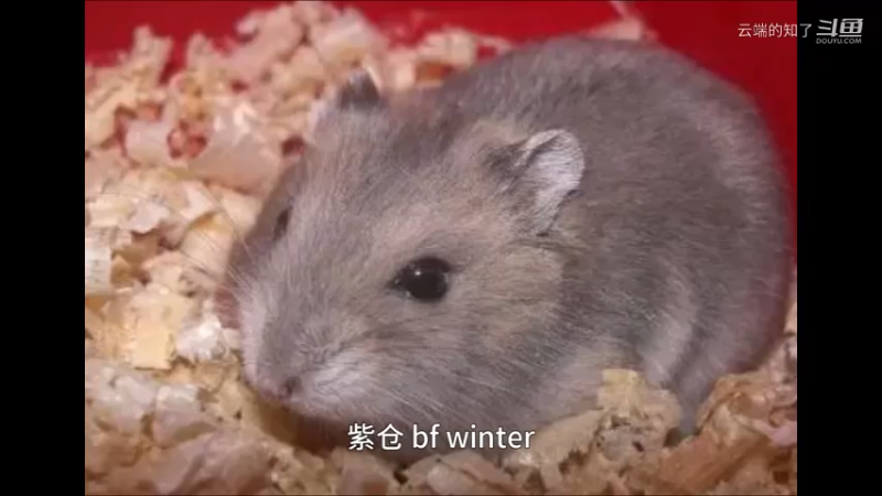 紫仓