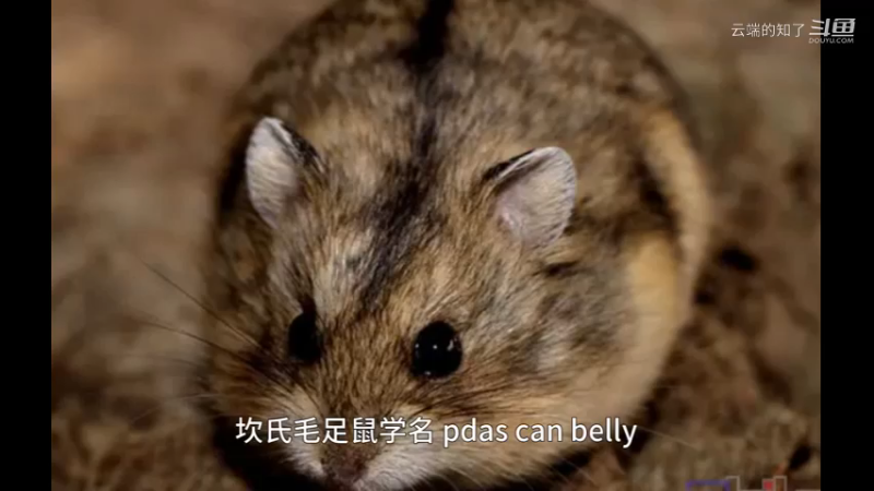 坎氏毛足鼠