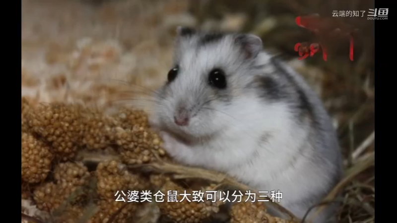 公婆类仓鼠